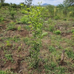 12) Tanz 24 Trees Plant.jpg